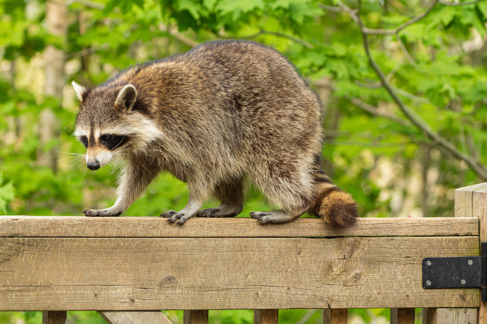 Raccoon walking along a porch railing